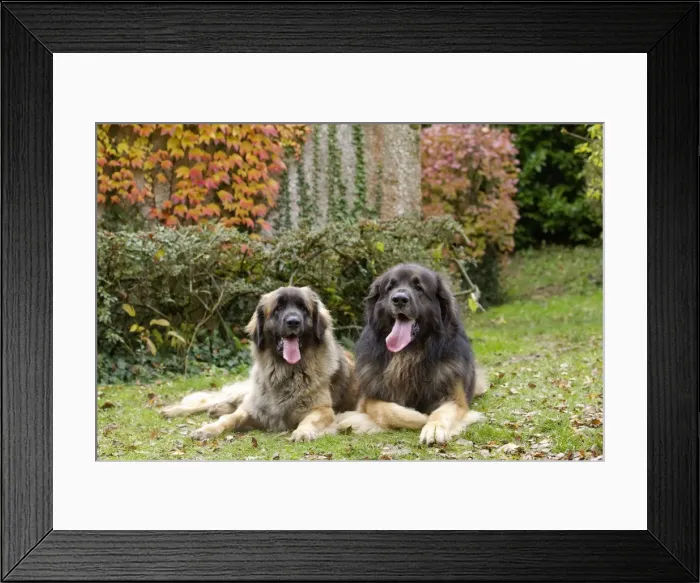 Framed Print : Picture No. 10922411 Framed Print : Picture No. 10922411
