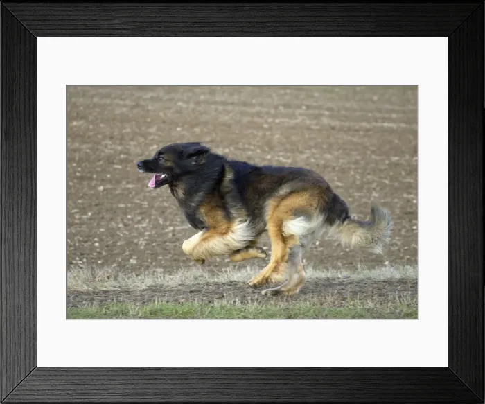 Framed Print : Picture No. 10922408 Framed Print : Picture No. 10922408