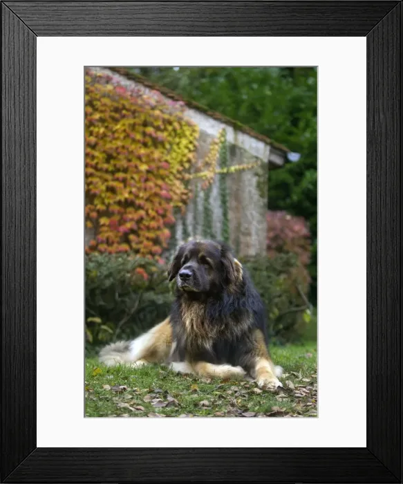 Framed Print : Picture No. 10922414 Framed Print : Picture No. 10922414