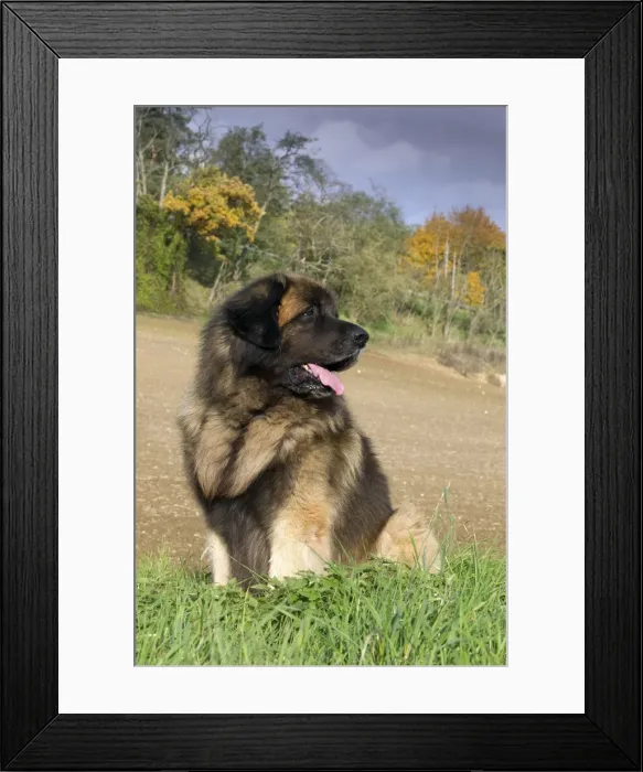 Framed Print : Picture No. 10922409 Framed Print : Picture No. 10922409
