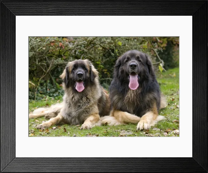 Framed Print : Picture No. 10922412 Framed Print : Picture No. 10922412