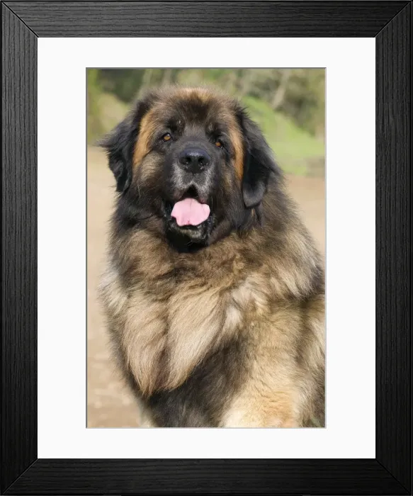 Framed Print : Picture No. 10922410 Framed Print : Picture No. 10922410