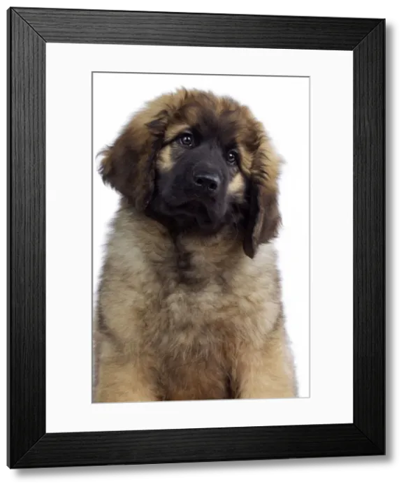 Framed Print : Picture No. 10922418