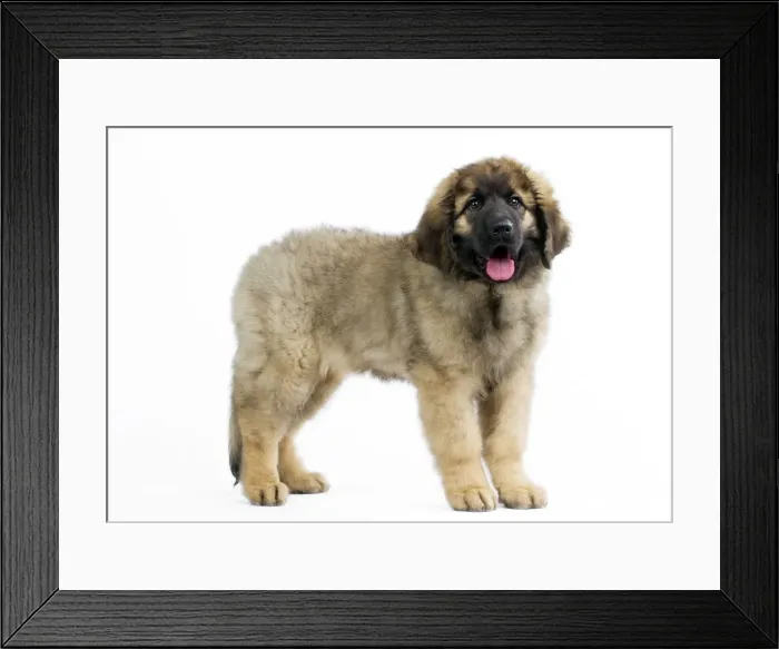Framed Print : Picture No. 10922419
