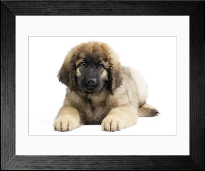 Framed Print : Picture No. 10922421 Framed Print : Picture No. 10922421