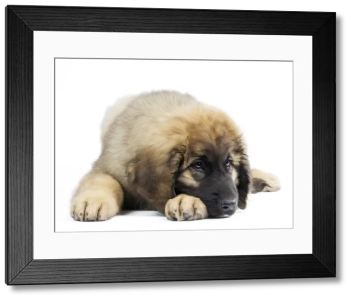 Framed Print : Picture No. 10922420 Framed Print : Picture No. 10922420