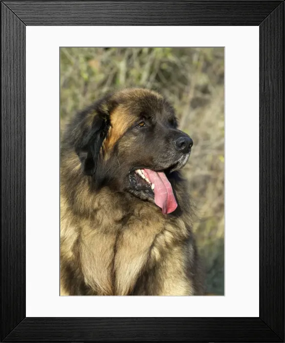 Framed Print : Picture No. 10922423 Framed Print : Picture No. 10922423