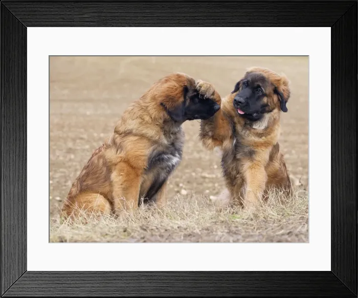 Framed Print : Picture No. 10922424