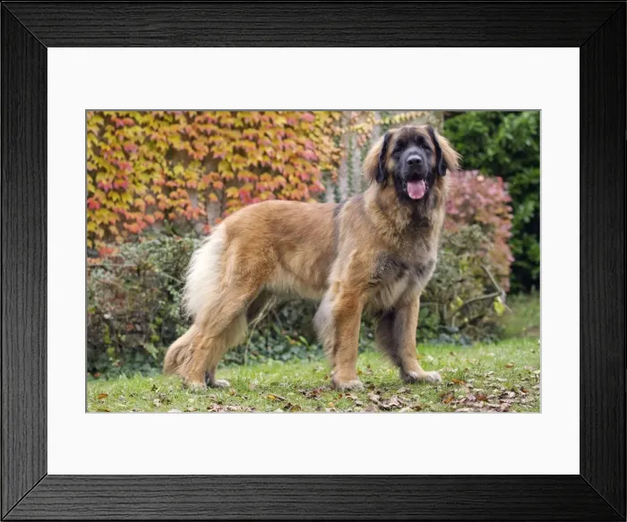 Framed Print : Picture No. 10922413 Framed Print : Picture No. 10922413