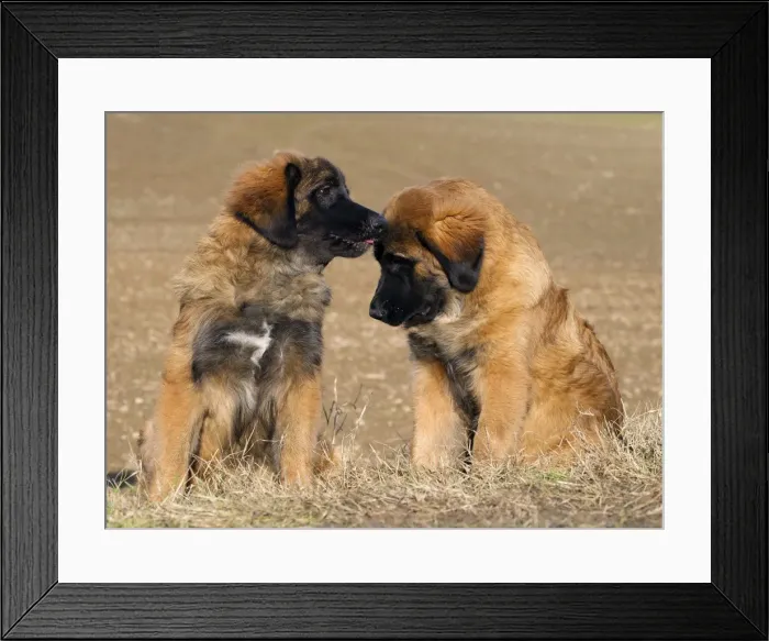 Framed Print : Picture No. 10922426