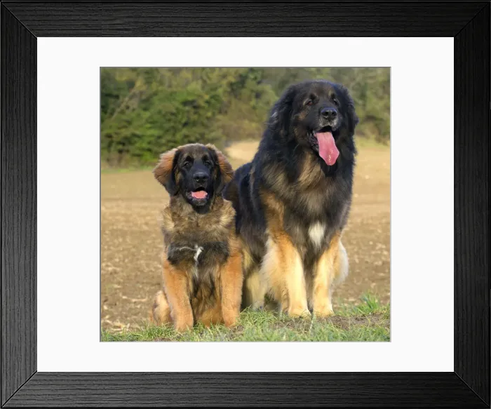 Framed Print : Picture No. 10922425