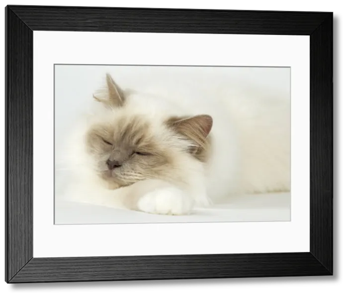 Framed Print : Picture No. 10922430 Framed Print : Picture No. 10922430