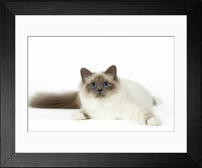 Framed Print : Picture No. 10922432 Framed Print : Picture No. 10922432