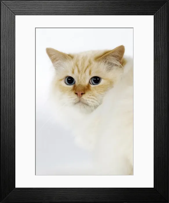 Framed Print : Picture No. 10922437 Framed Print : Picture No. 10922437