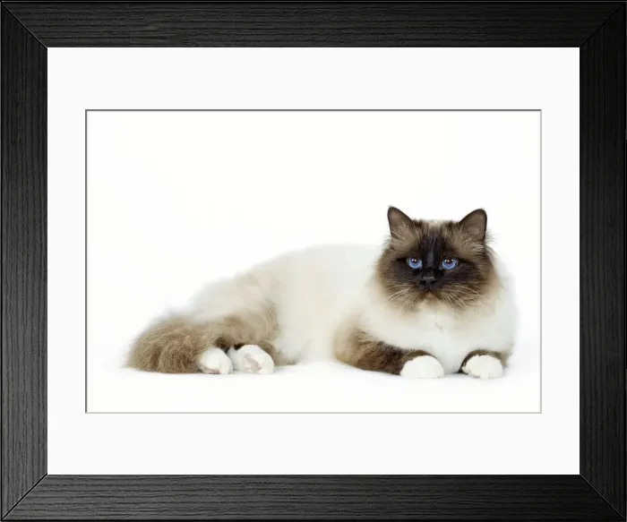 Framed Print : Picture No. 10922431 Framed Print : Picture No. 10922431