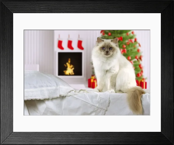 Framed Print : Picture No. 10922433 Framed Print : Picture No. 10922433