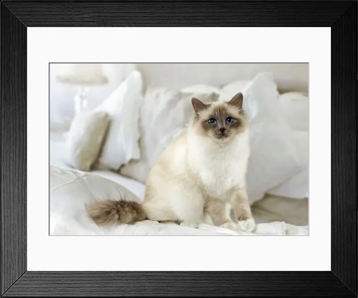 Framed Print : Picture No. 10922439 Framed Print : Picture No. 10922439