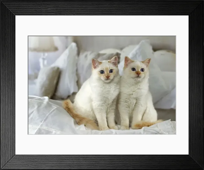 Framed Print : Picture No. 10922442 Framed Print : Picture No. 10922442