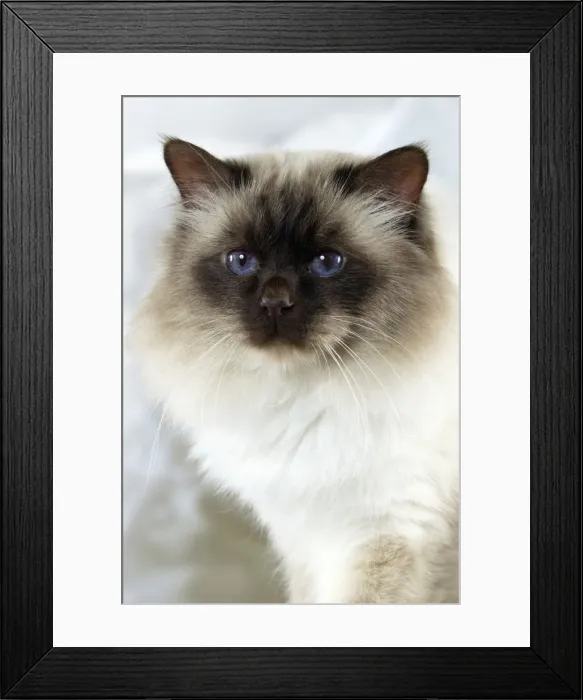 Framed Print : Picture No. 10922434