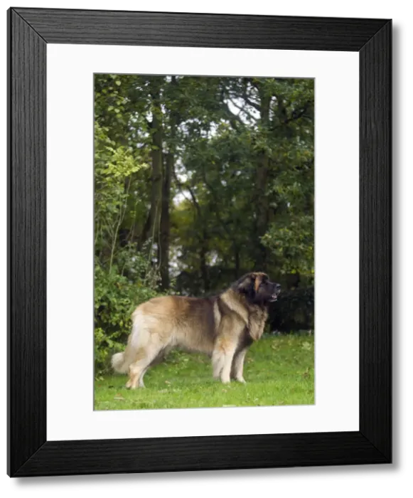 Framed Print : Picture No. 10922448 Framed Print : Picture No. 10922448