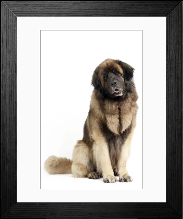 Framed Print : Picture No. 10922451 Framed Print : Picture No. 10922451