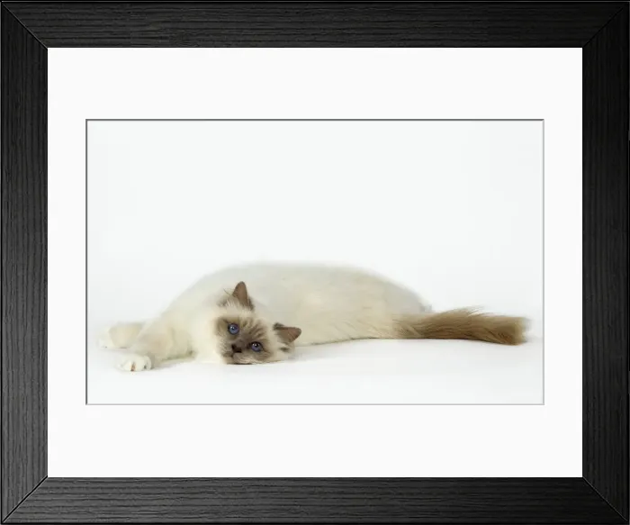 Framed Print : Picture No. 10922456 Framed Print : Picture No. 10922456