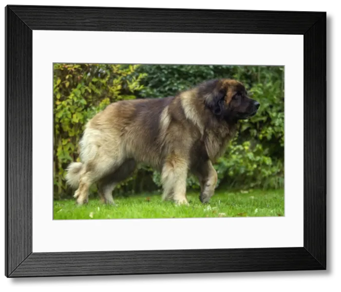 Framed Print : Picture No. 10922449 Framed Print : Picture No. 10922449