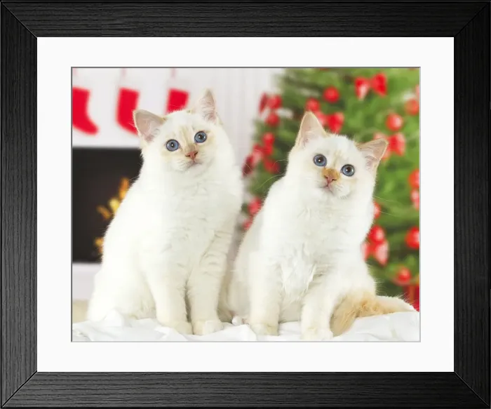 Framed Print : Picture No. 10922464 Framed Print : Picture No. 10922464