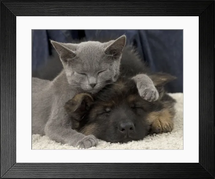 Framed Print : Picture No. 10922465