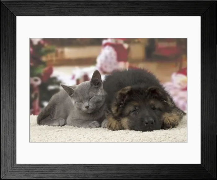 Framed Print : Picture No. 10922467 Framed Print : Picture No. 10922467