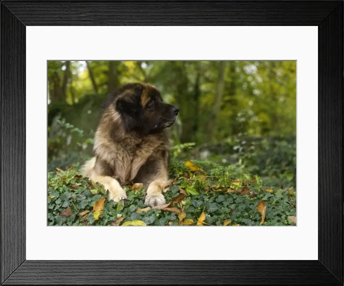 Framed Print : Picture No. 10922450 Framed Print : Picture No. 10922450