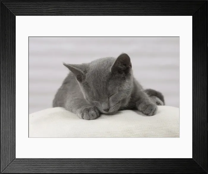 Framed Print : Picture No. 10922474 Framed Print : Picture No. 10922474