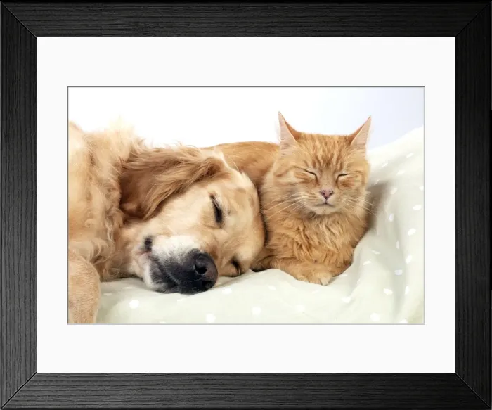 Framed Print : Picture No. 10922529 Framed Print : Picture No. 10922529