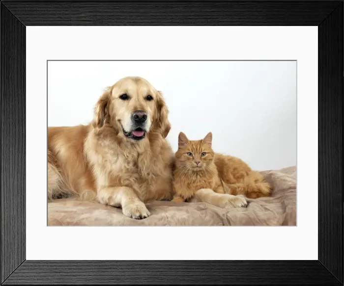 Framed Print : Picture No. 10922527 Framed Print : Picture No. 10922527
