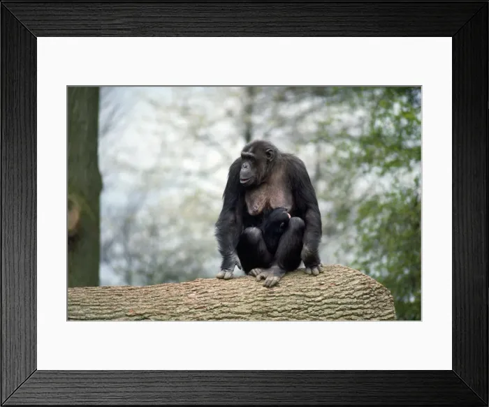 Framed Print : Picture No. 10922523 Framed Print : Picture No. 10922523