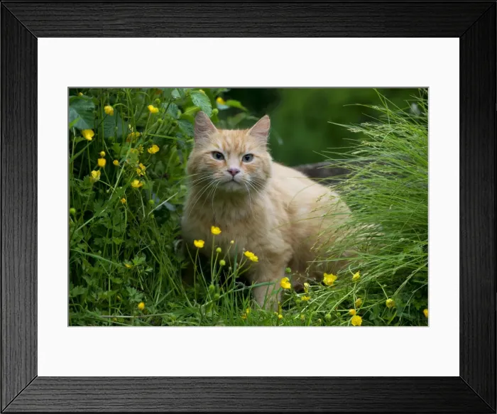 Framed Print : Picture No. 10922534 Framed Print : Picture No. 10922534