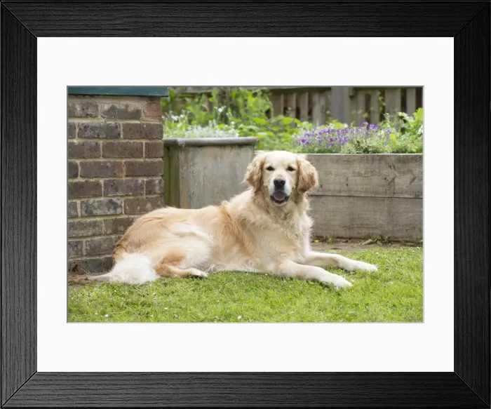 Framed Print : Picture No. 10922537 Framed Print : Picture No. 10922537
