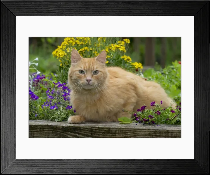 Framed Print : Picture No. 10922539