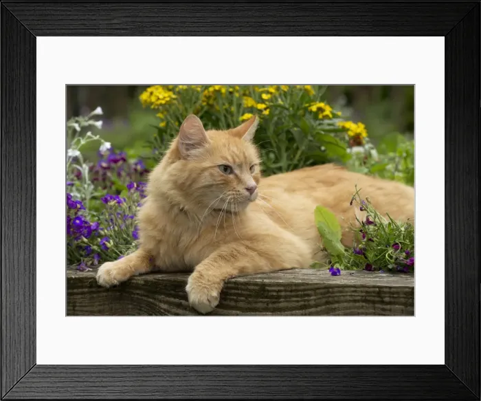 Framed Print : Picture No. 10922541 Framed Print : Picture No. 10922541