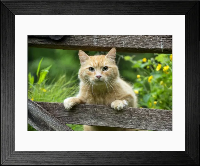Framed Print : Picture No. 10922535 Framed Print : Picture No. 10922535