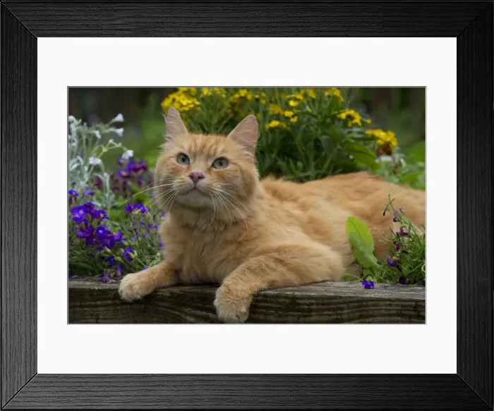 Framed Print : Picture No. 10922540