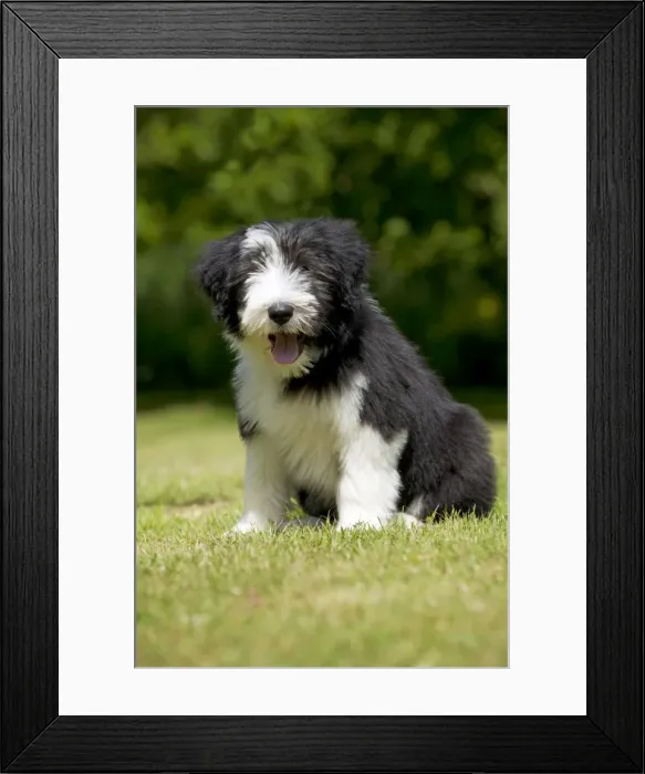 Framed Print : Picture No. 10922547 Framed Print : Picture No. 10922547