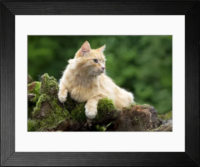Framed Print : Picture No. 10922542 Framed Print : Picture No. 10922542