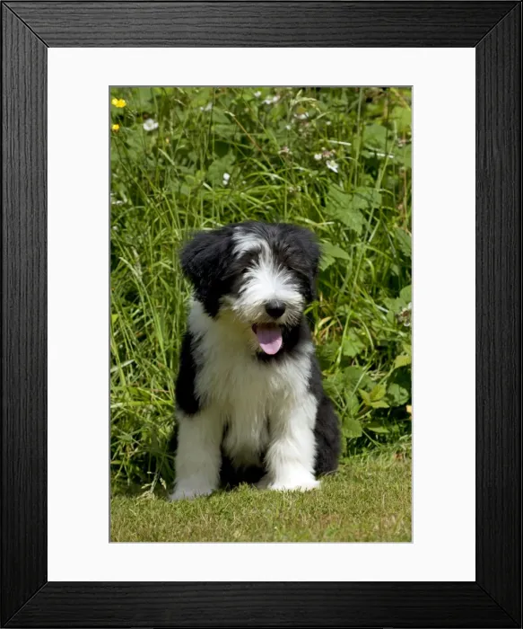 Framed Print : Picture No. 10922549 Framed Print : Picture No. 10922549