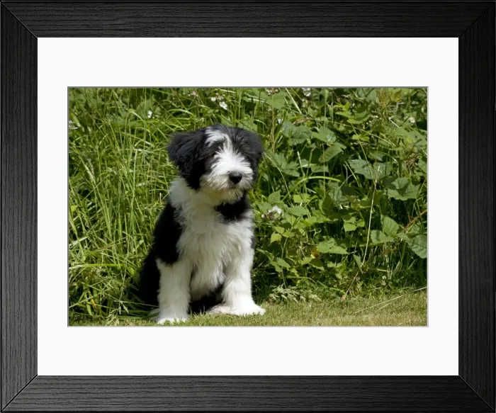 Framed Print : Picture No. 10922548 Framed Print : Picture No. 10922548