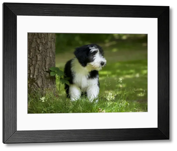 Framed Print : Picture No. 10922550 Framed Print : Picture No. 10922550