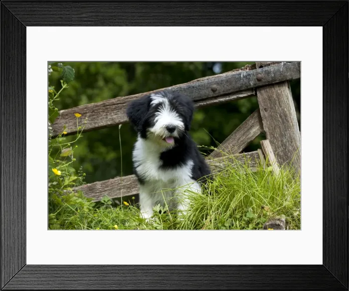 Framed Print : Picture No. 10922554