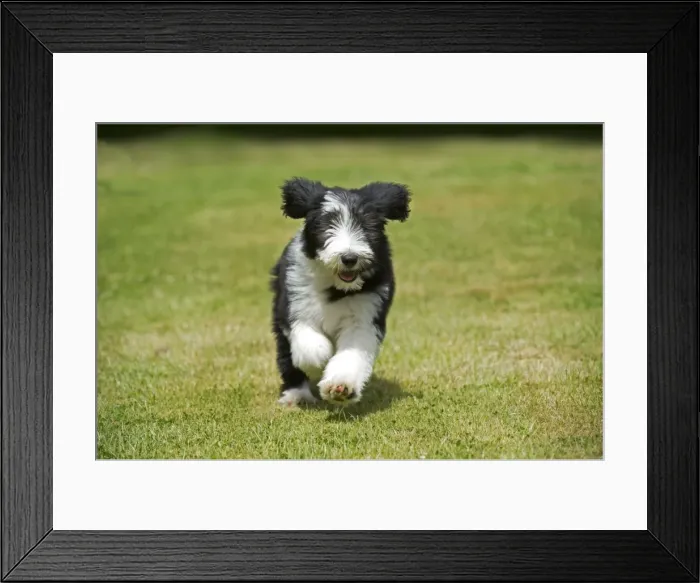 Framed Print : Picture No. 10922558