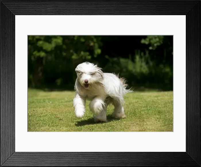 Framed Print : Picture No. 10922557 Framed Print : Picture No. 10922557