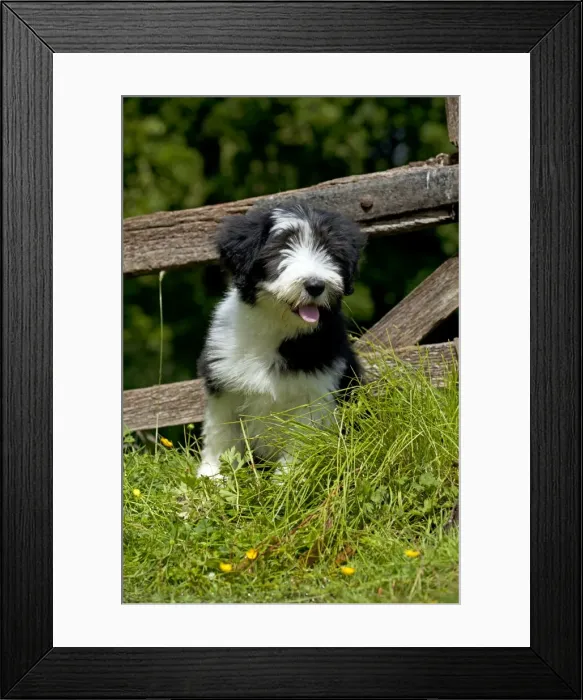 Framed Print : Picture No. 10922553 Framed Print : Picture No. 10922553